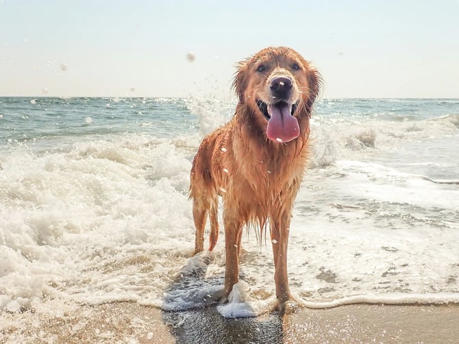 2753 Forest Ridge: The Ultimate Pet-Friendly Vacation Spot!