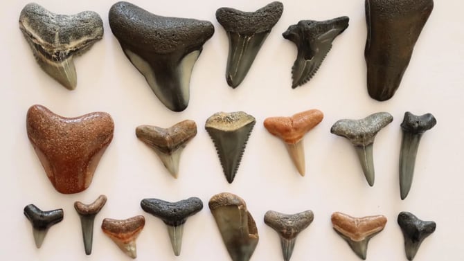 A Guide to Finding Shark Teeth on Amelia Island